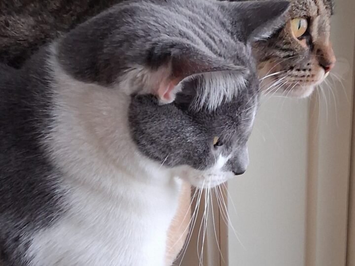 Hyvää Ystävänpäivää!