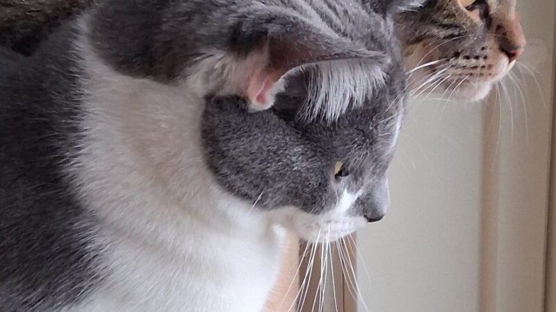 Hyvää Ystävänpäivää!