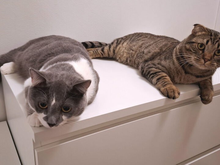 Puoli vuotta kollien kanssa