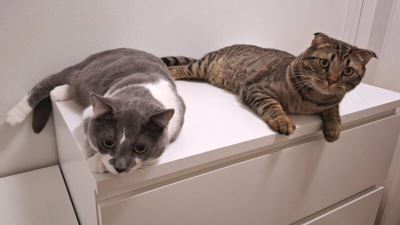 Puoli vuotta kollien kanssa