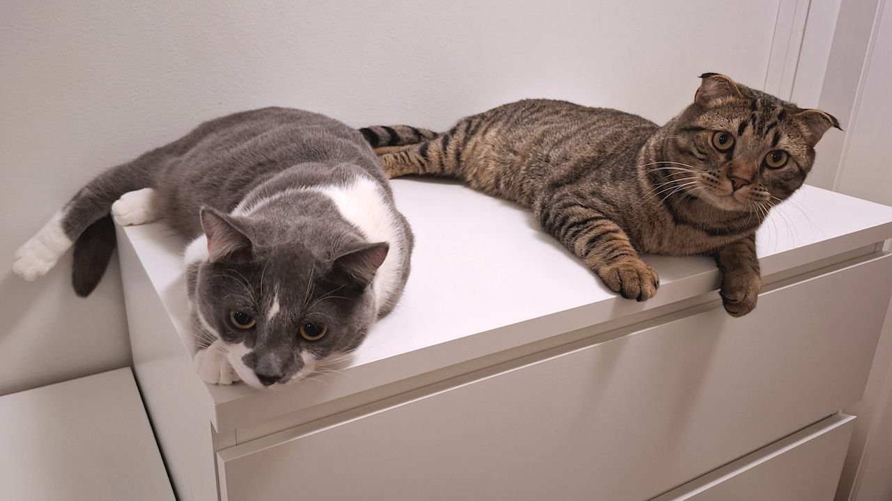 Puoli vuotta kollien kanssa