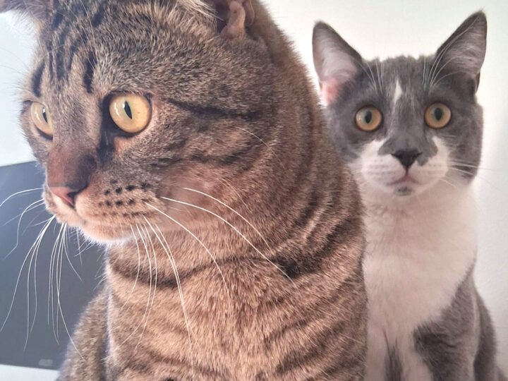 Olli ja Eino vuoden!