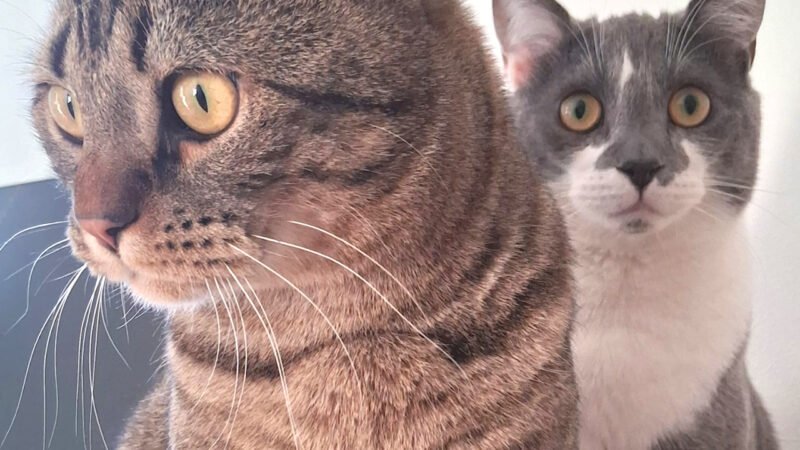 Olli ja Eino vuoden!