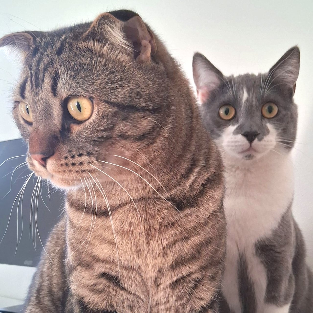 Olli ja Eino vuoden!