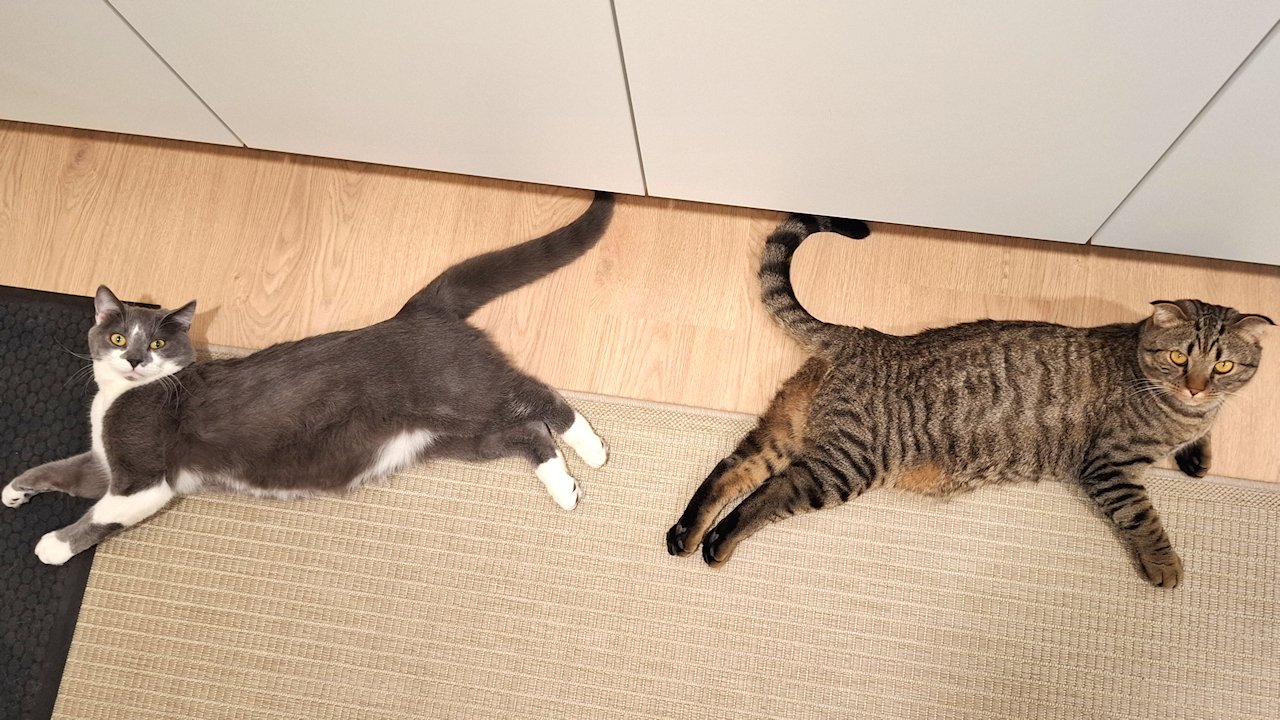 Rescue-kissamme Olli ja Eino täyttivät tänään vuoden. Ovat siis täydessä kissojen teini-iässä. Juhlapäivää vietetään siten kuin kaikkia muitakin. Nämä kollit pitävät rutiineista.