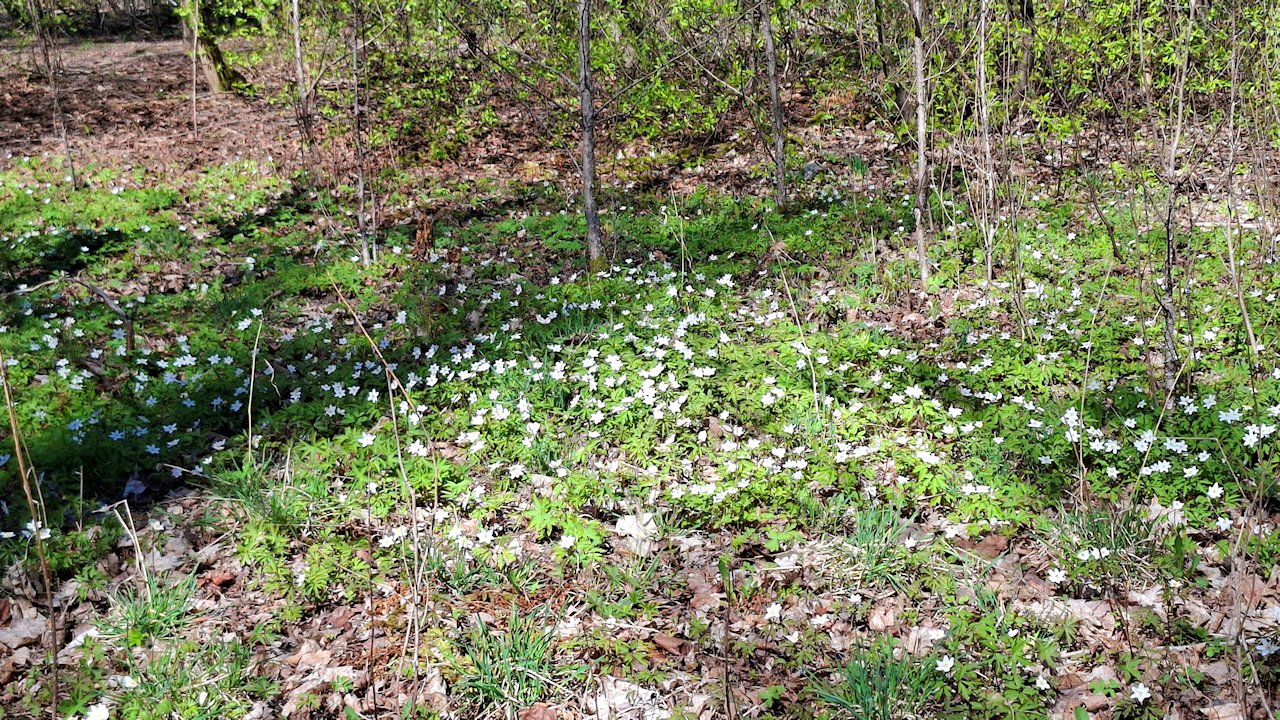 Valkovuokot