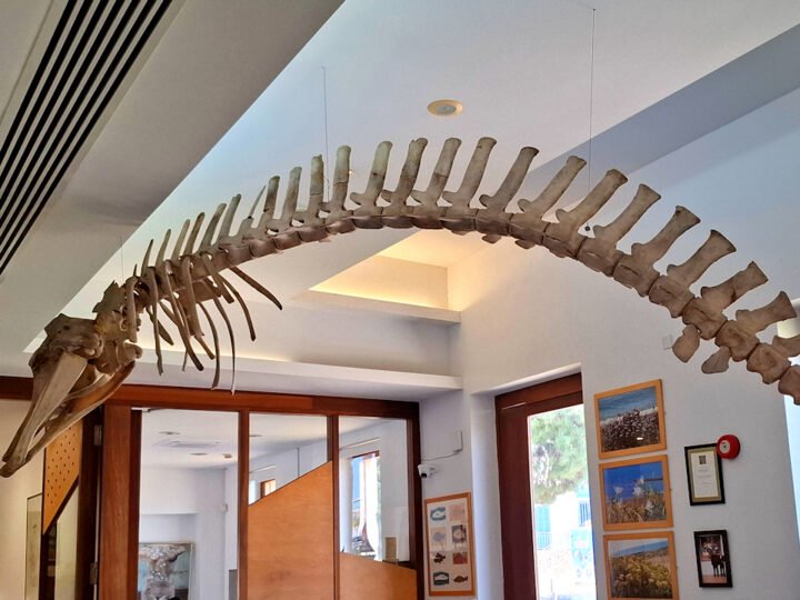 Thalassa-museo Agia Napassa – Kyproksen paras merimuseo?