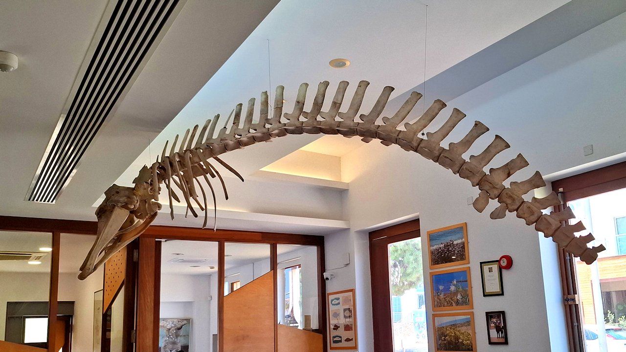 Thalassa-museo Agia Napassa – Kyproksen paras merimuseo?