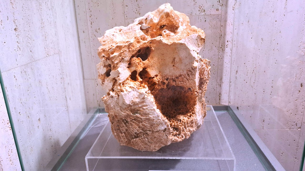 Thalassa-museo kivettynyt koralli 5,3 milj vuotta