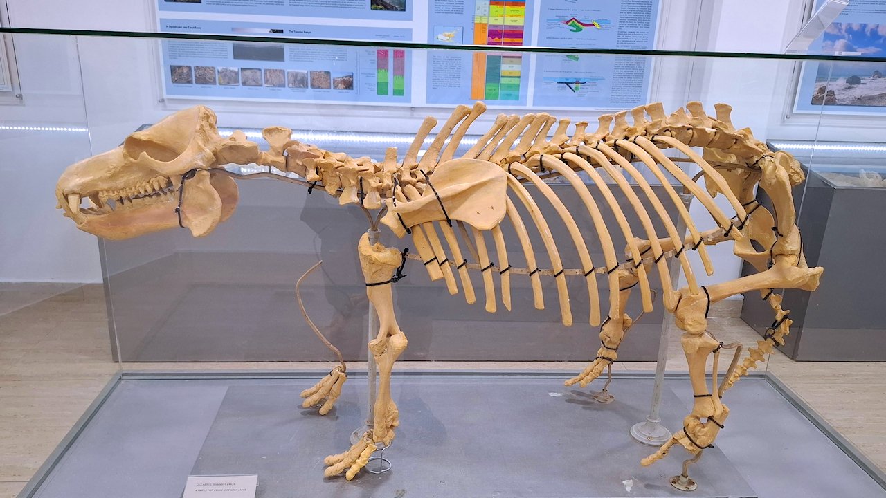Thalassa-museo Hippopotamos