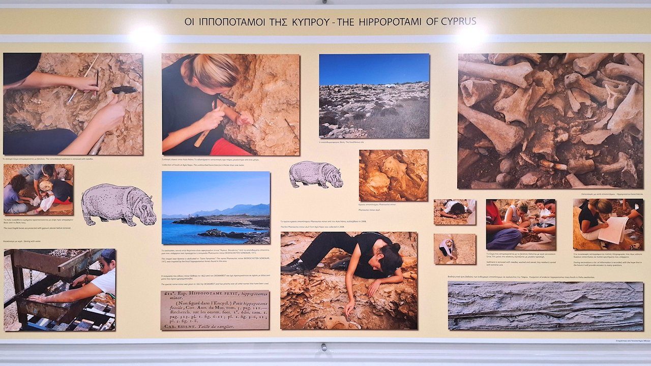 Thalassa-museo, Hippopotamos escavation
