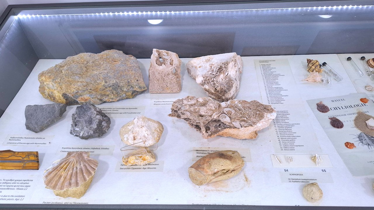 Thalassa-museo simpukkafossiilit