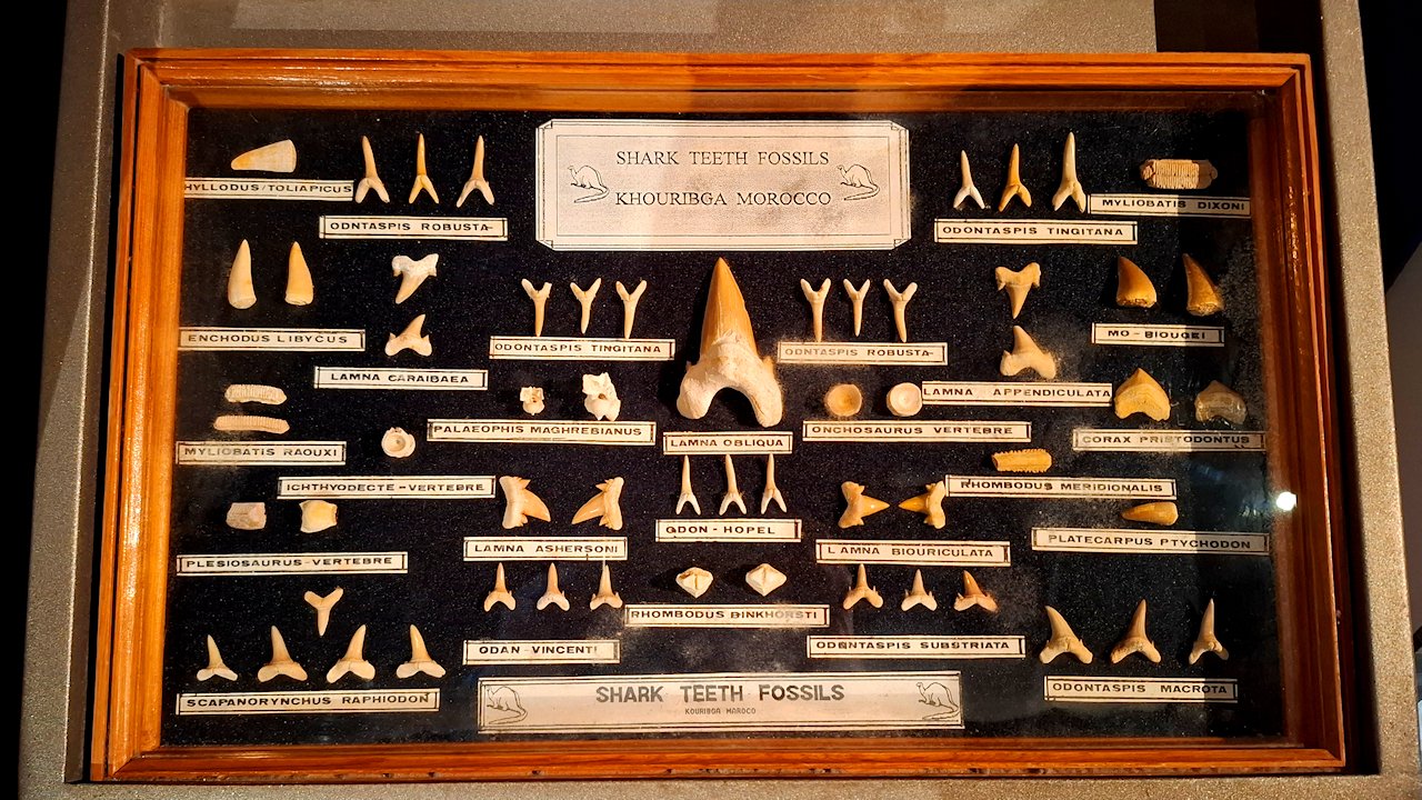 thalassa-museo hainhammastaulu
