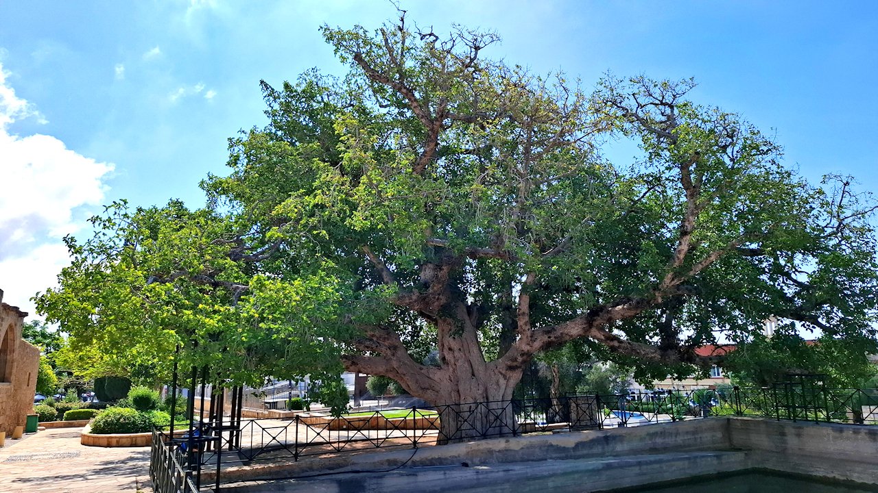 Fig tree eli viikunapuu