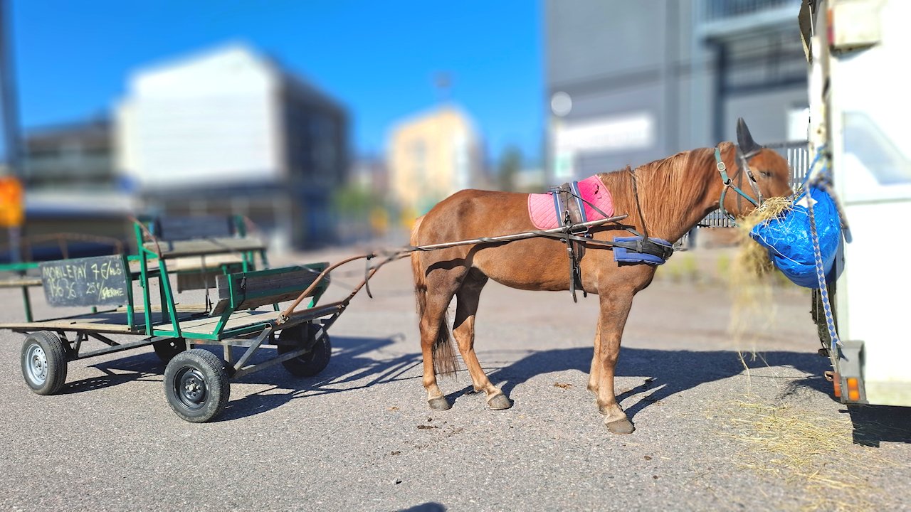 Ruokarekkaralli oli myös hevosvaunujen paikka